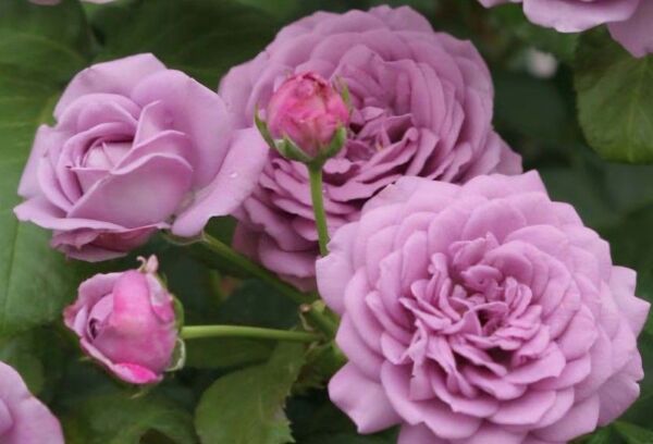 今、咲いています! パープル 薔薇苗
