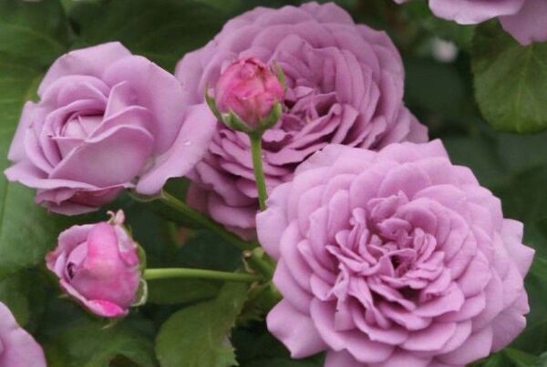 パープル 薔薇苗