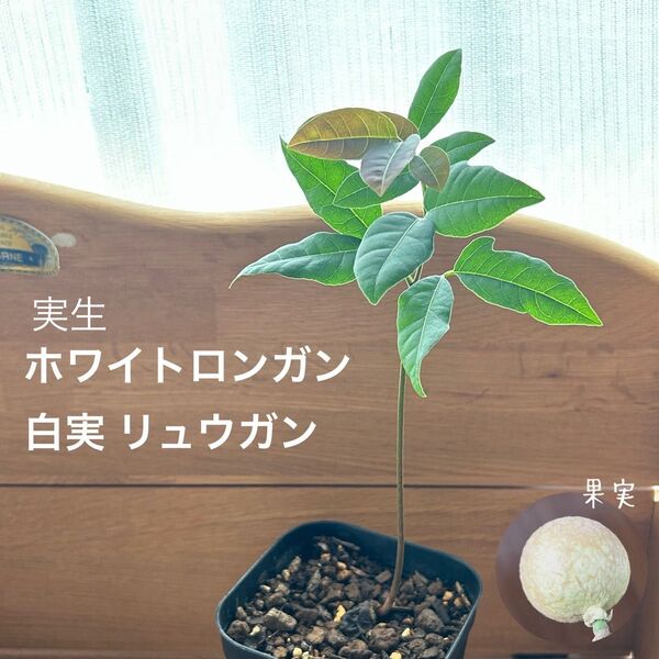 523〓希少ホワイトロンガン 白実 リュウガン 実生 生育良好苗 中大チビ苗 現品 熱帯果樹