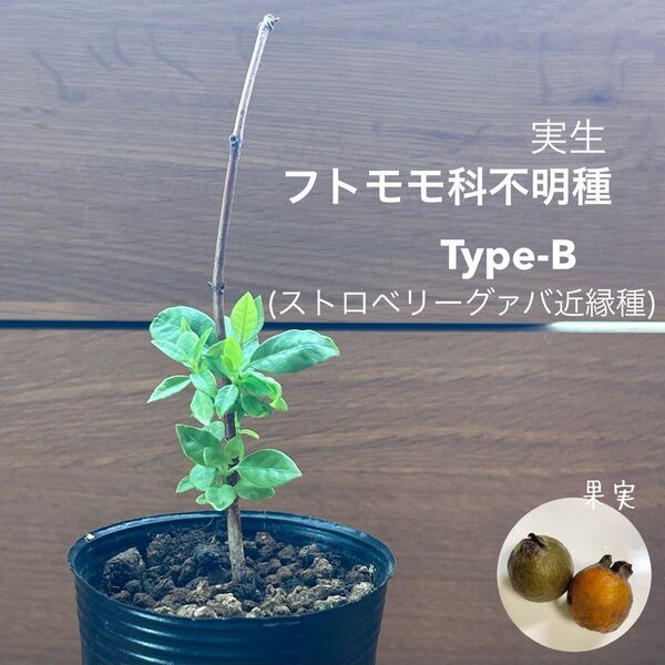 607〓フトモモ科不明種 Type-B ストロベリーグァバ近縁 実生 現品 鉢ごとチビ苗