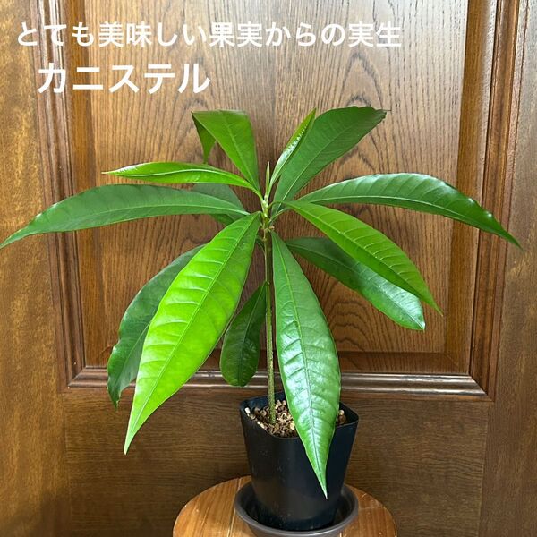 584〓カニステル とても美味しい果実からの実生 鉢ごと 現品 熱帯果樹