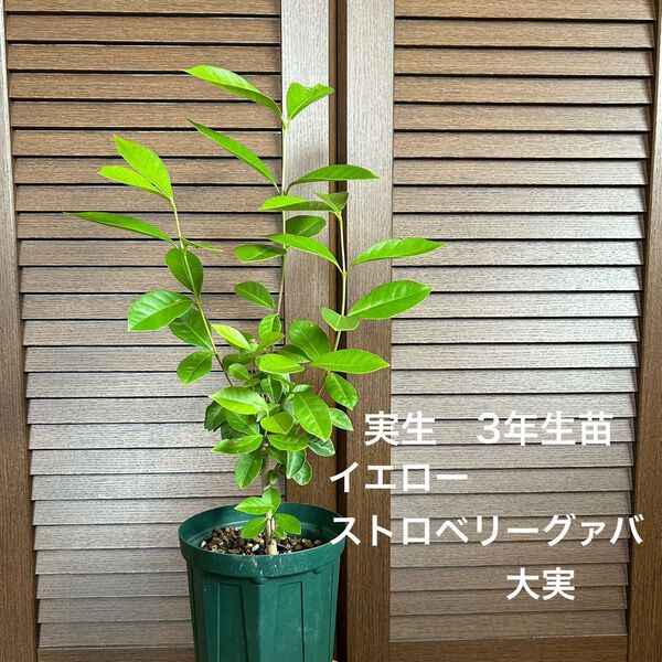 639〓イエローストロベリーグァバ 大実 3年生苗 現品 鉢ごと 熱帯果樹