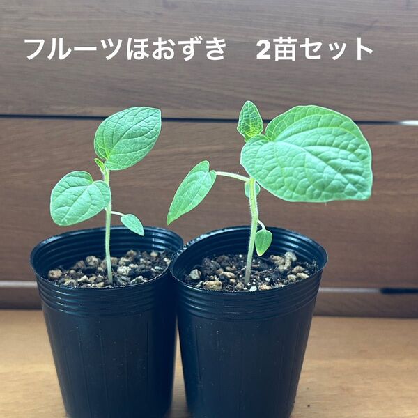 676〓フルーツほおずき 食用ホオズキ 実生 2苗セット 鉢ごと