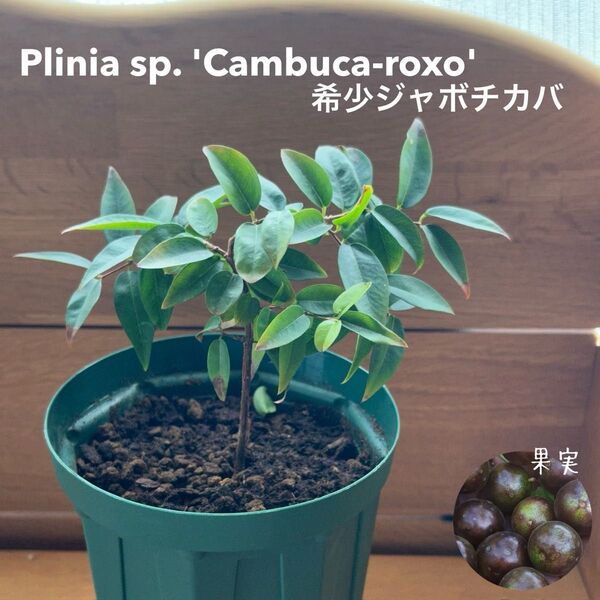 602〓訳あり 希少ジャボチカバ Plinia sp.'Cambuc-roxo' 実生苗 現品 鉢ごと