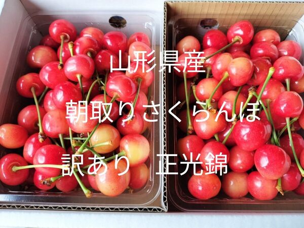 山形県産 さくらんぼ 正光錦 訳あり1キロ!