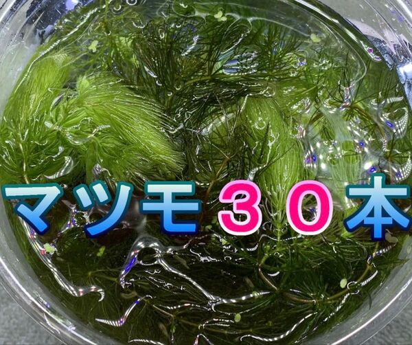 無農薬マツモ30本