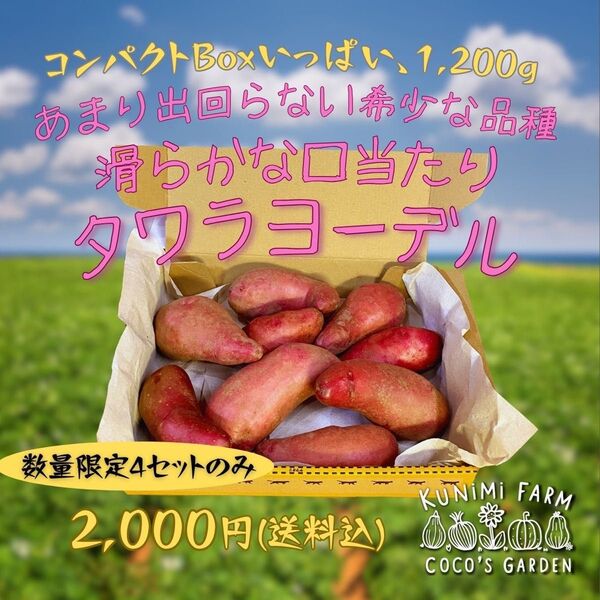 タワラヨーデル 希少品種 甘くて口当たりが滑らかなじゃがいも 1,200g