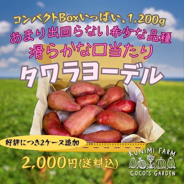タワラヨーデル 希少品種 甘くて口当たりが滑らかなじゃがいも 1,200g