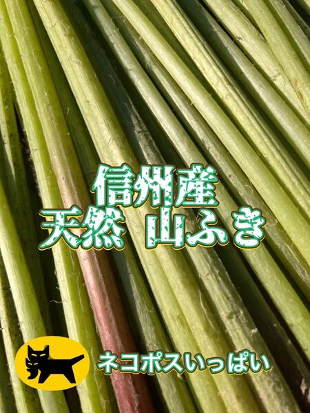 信州産 天然 山ふき 箱込み 約800g