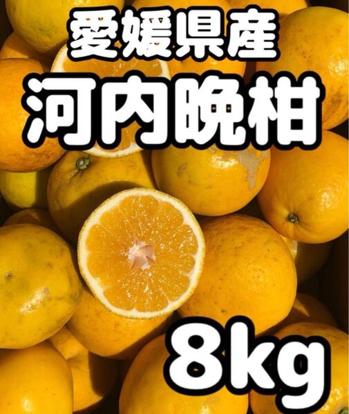 愛媛県産 みかん 家庭用 河内晩柑 箱込8kg 柑橘 ミカン 果物