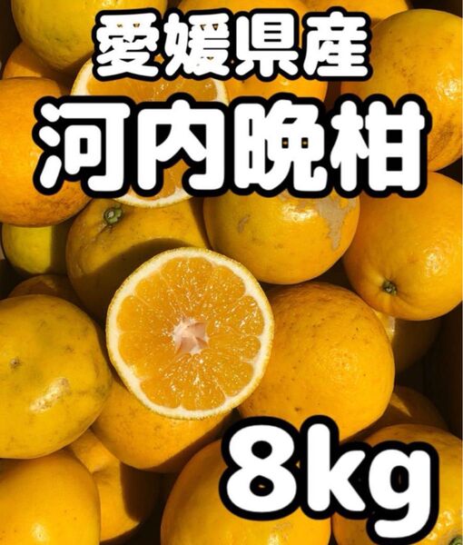 愛媛県産 みかん 家庭用 河内晩柑 箱込8kg 柑橘 ミカン 果物