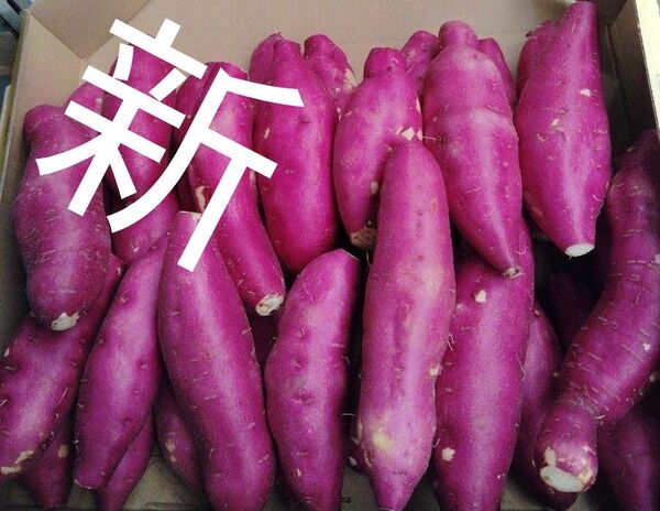 新さつまいも 日本一早い宮崎のさつまいも でました、
