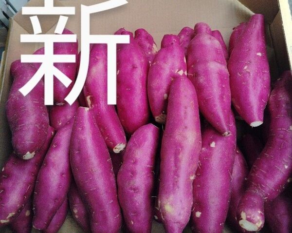 これおいも宮崎紅)新さつまいも箱コミ1,6kg(3s)30個前後これお芋です。