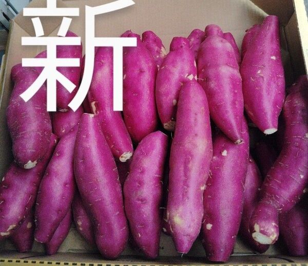 これおいも宮崎紅)新さつまいも箱コミ1,6kg(3s)30個前後これお芋です。