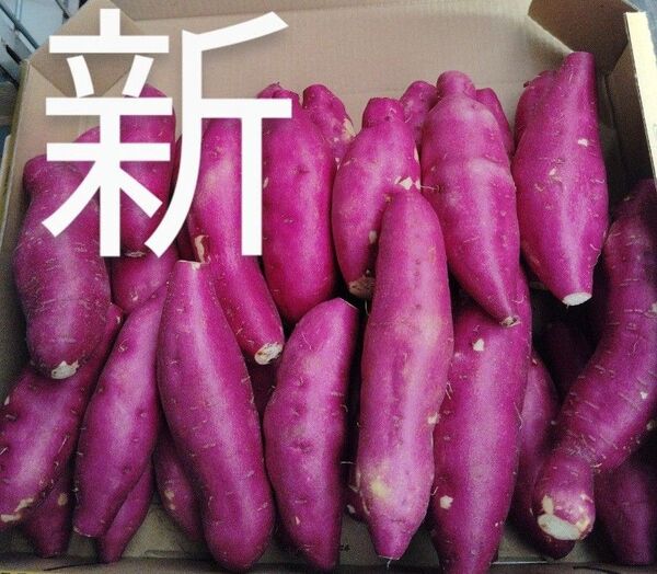 これおいも宮崎紅)新さつまいも箱コミ1,6kg(3s)30個前後これお芋です。