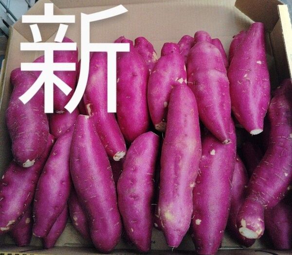 これおいも宮崎紅)新さつまいも箱コミ1,6kg(3s)30個前後これお芋です。