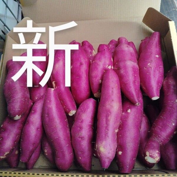 これおいも宮崎紅)新さつまいも箱コミ1,6kg(3s)30個前後これお芋です。