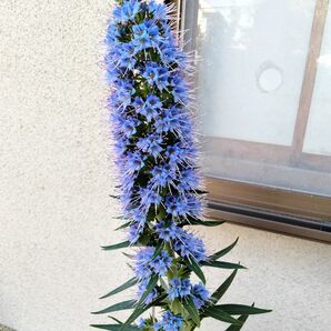 エキウム カンディカンス 1苗 ワイルドフラワー ブルーベッダー 多年草