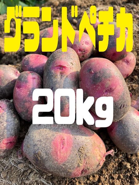 新じゃがいもグランドペチカ20kg