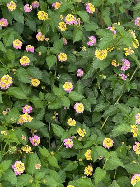 ランタナ七変化 切り苗5本+おまけ?本
