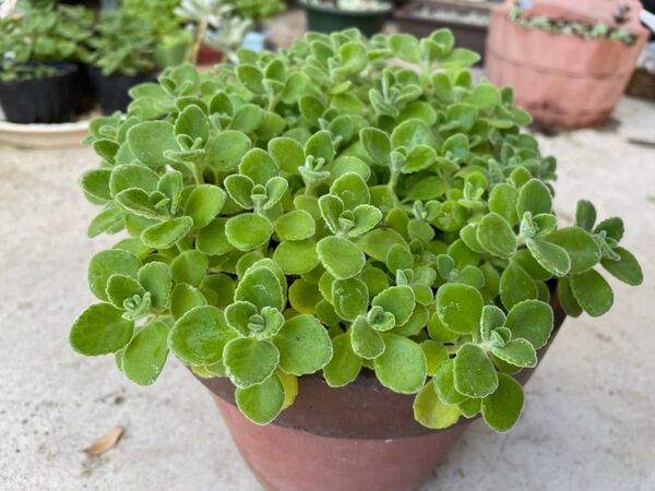アロマティカス 5本 抜き苗 カット苗 多肉植物 ゴキブリ避け 大人気