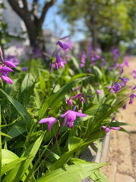 2種類セット シラン と ヤナギバルイラソウ シランの球根 宿根草 ルエリア 紫の花