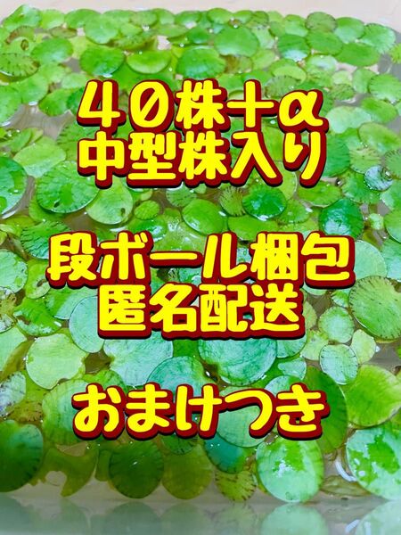 アマゾンフロッグピット40株+α 水草/浮草/水上葉 マツモ 無農薬