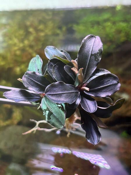 極美水上葉 ブセファランドラ ティア 1株 無農薬 水草 Bucephalandra ブセファランドラsp