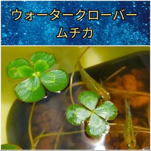 ウォータークローバー ムチカ 15本