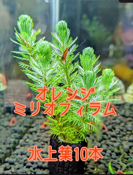 オレンジミリオフィラム 水上葉 10本