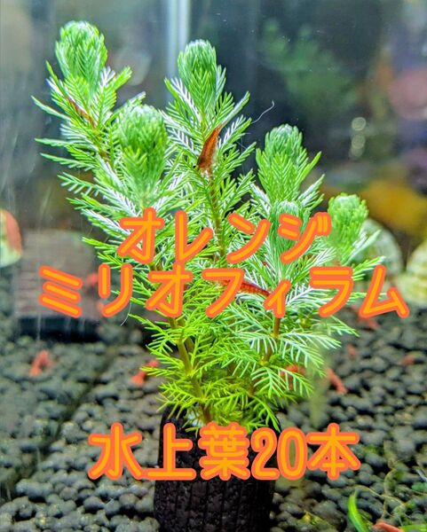 オレンジミリオフィラム 水上葉 20本