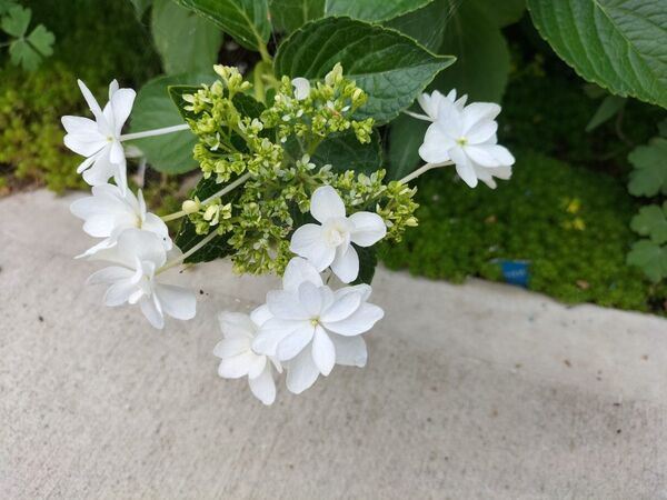紫陽花☆隅田の花火☆挿木苗