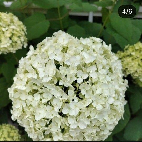 紫陽花 アナベル☆挿し穂