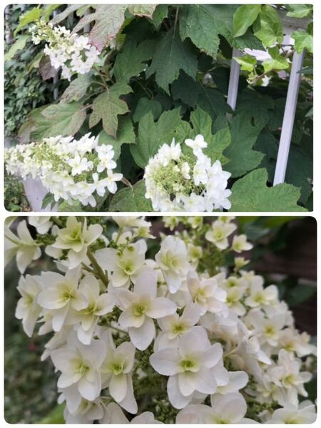 カシワバアジサイ☆挿し木苗