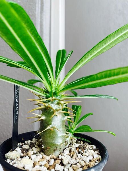 パキポディウム アンボンゲンセ 【塊根 Pachypodium 多肉植物 コーデックス】