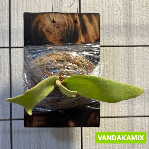 VANDAKAMIX バンダカミックス ビカクシダ コウモリラン plants 胞子培養