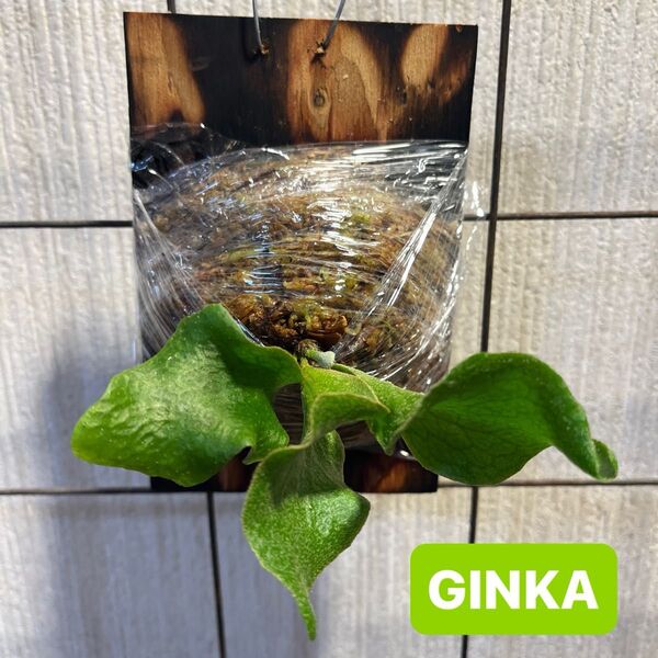 GINKAギンカ ビカクシダ コウモリラン sporeling Platycerium Plants