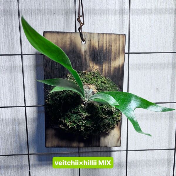 veitchii×hillii ハイブリッド胞子培養 ビカクシダ コウモリラン plants 板着け Platycerium