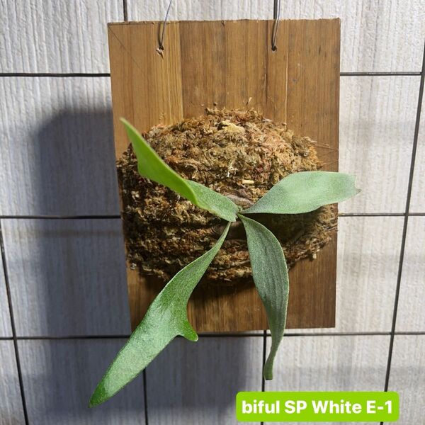 biful SP White E-1 白ビフ ビフルカツム ビカクシダ コウモリラン plants