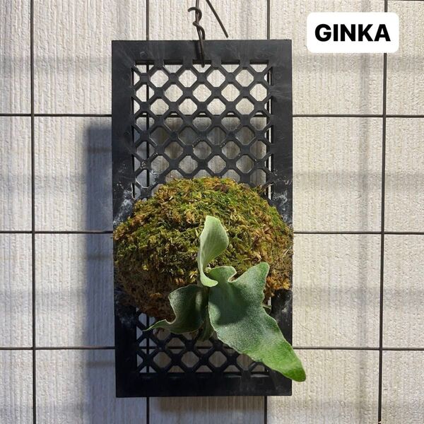GINKA ギンカ ビカクシダ コウモリラン 胞子培養 板付け 通風パネル plants