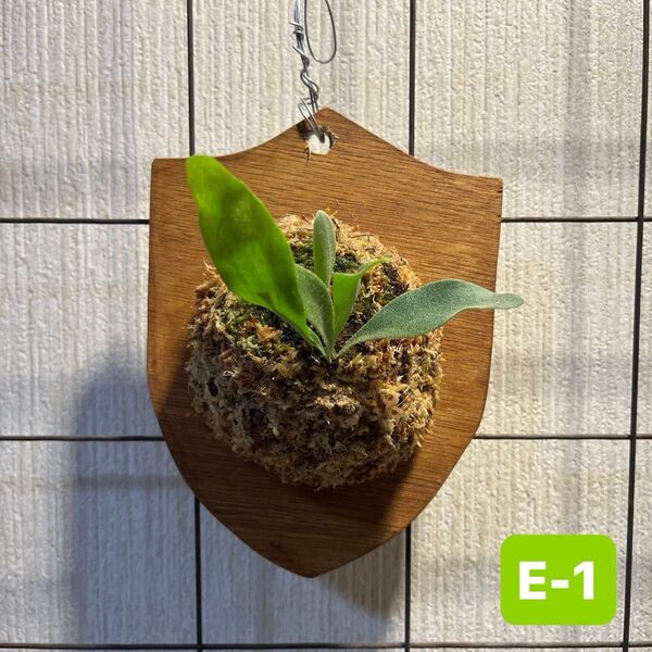P. biful sp White E-1 ビカクシダ コウモリラン plantsビフルカツム 白ビフ