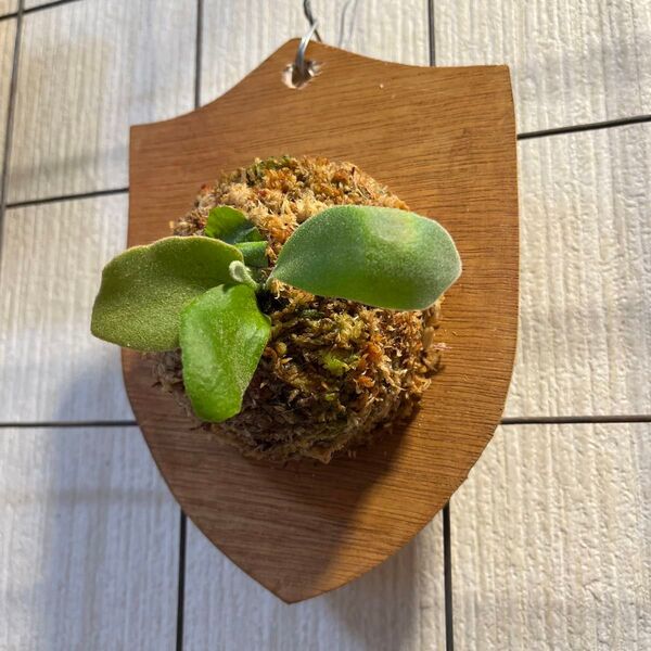 Platycerium willinckii ウィリンキー コットンクラウド ビカクシダ sporeling