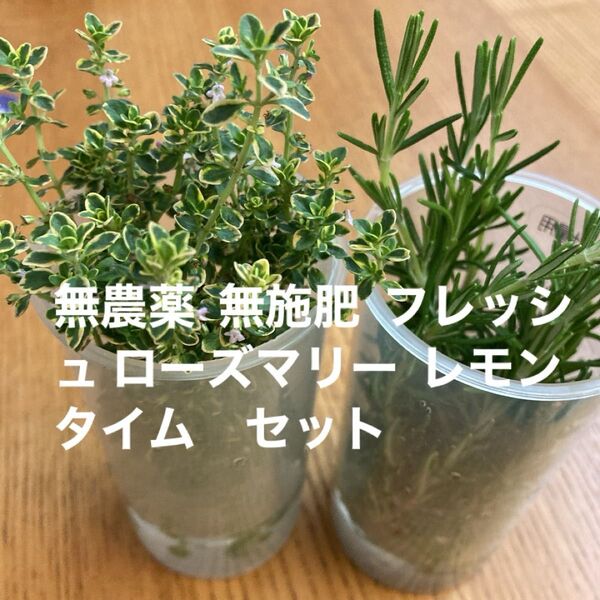 無農薬 無施肥 フレッシュ ローズマリー レモンタイム セット
