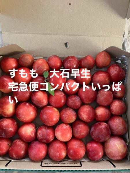 すもも 大石早生 宅急便コンパクトいっぱい