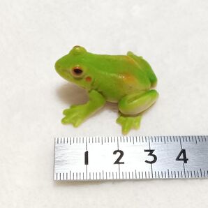 カエル フィギュア ミニチュア