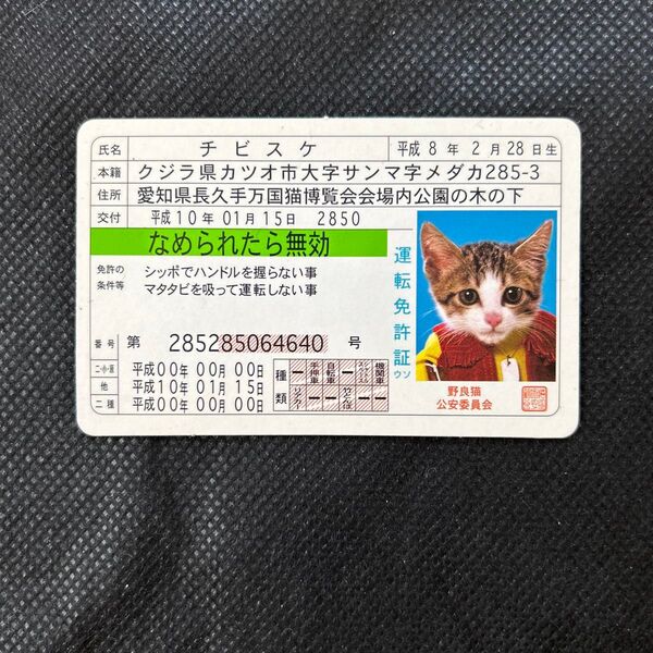 チビスケ 運転免許証 野良猫公安委員会