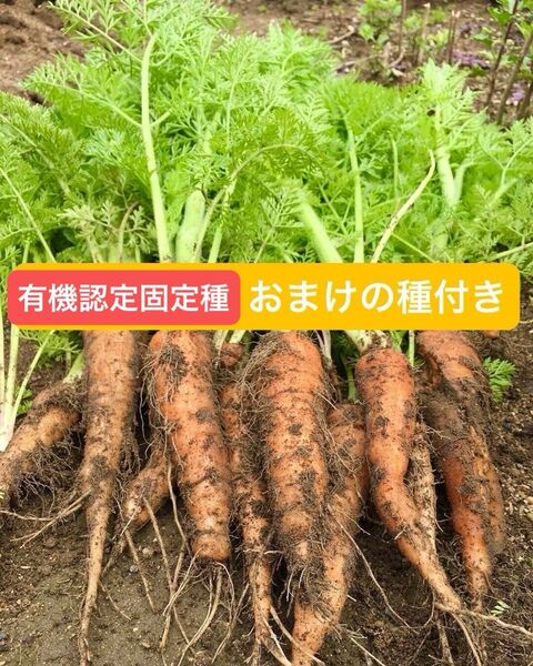 有機認定野菜の種 人参 無農薬