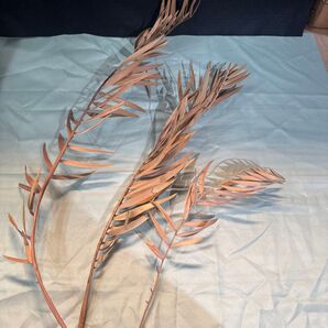 1-3 エンセファラルトスヌビモンタヌス 枯葉 ドライフラワー