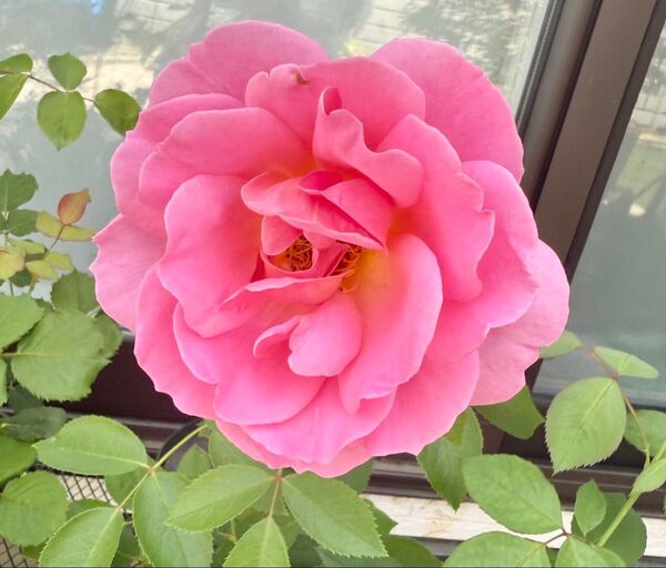 バラ 苗 コーラルピンク色 品種不明 薔薇苗
