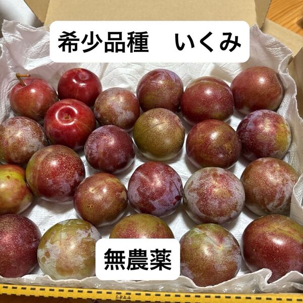 すもも いくみ プラム 1キロ以上 ATM支払い不可 無農薬 希少品種